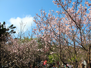 陽明山花季