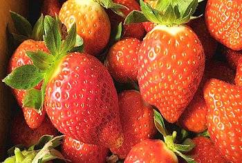 大湖草莓網-大湖草莓季11-4月